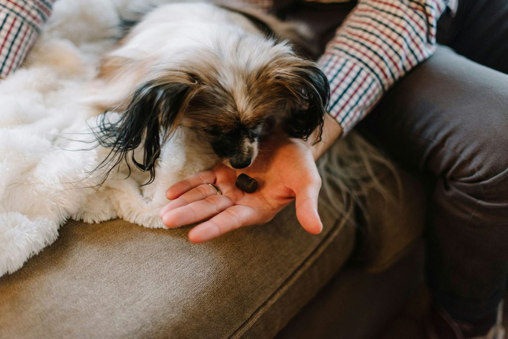 cbd for pets